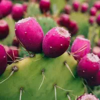 فروش کاکتوس اپونتیا(میوه دار)