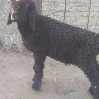 بره