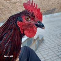 خروس محلی