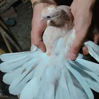 کفتر