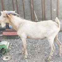 بز سانان یک ساله