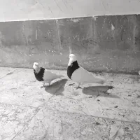 یک جفت طوقی با جوجه