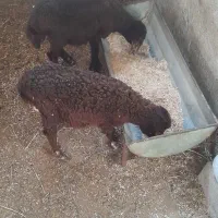 دو عدد بره نر و ماده