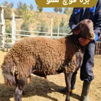 شیشک میش هترو  وقوچ همو