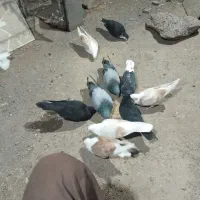 ده تاکفتربازیکن خوب فروشی