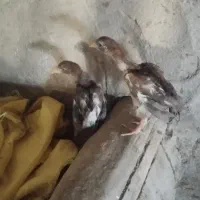 جوجه لاری