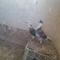 کبوتر