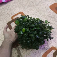 آنابیاس|ماهی|اهواز, معین زاده|دیوار