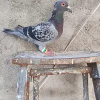 کفتر کاکلی هفترنگ لکه دارکبوتر المانی
