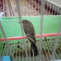 سهره