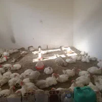 مرغ زنده ارگانیگ خانگی
