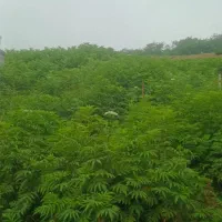 طبیعت گردی /سبک