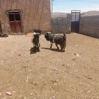 دوبر نر بز