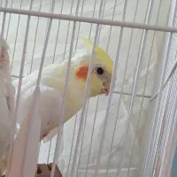 عروس هلندی نر لوتینو
