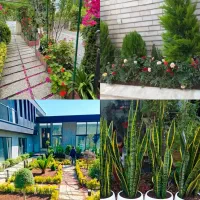 خدمات حرفه ای باغبانی رسیدگی به گل های آپارتمانی
