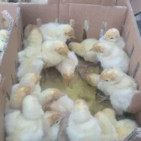 بوقلمون بیوتی سالم آماده تحویل