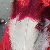 شاه پر سفید شرابی علامت