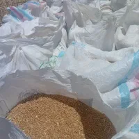 گندم