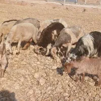 میش و بز