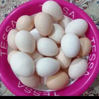 تخم مرغ محلی