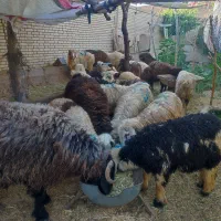 بره نر ریز برای پرواری و بره چاق کشتن و نذری