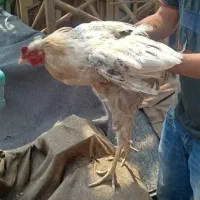 خروس لاری سه دونگ
