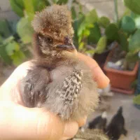 نوچه برهما و سلطان ۳ هفته