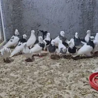 کبوتر طوقی سالم و سرحال