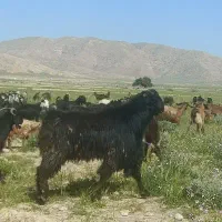 پازن درشت جوون