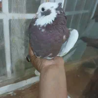 کفتر طوقی  سرخ