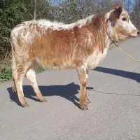 لیشه همون گوساله ماده گاو