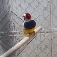 فنچ گلدین نر