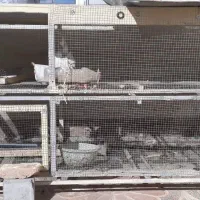 فروش قفس مرغ