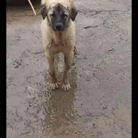 معاوضه با موتور