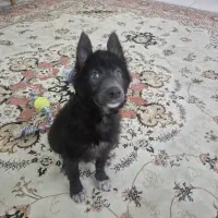 واگذاری توله ژرمن بلک