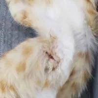 گربه گمشده
