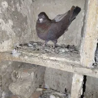 اوچان 4تا