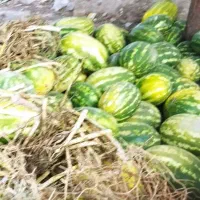 میوه شمارو به بالاترین قیمت خریدارم