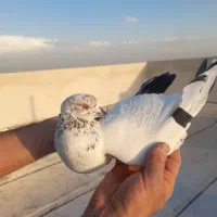کفتر