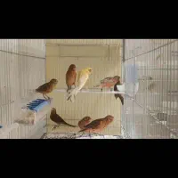تعدادی جوجه قناری فروشی
