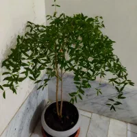 گل فیلتوس و درختچه انار مینیاتوری