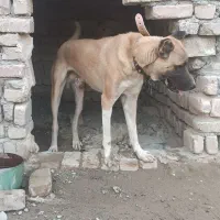 سگ گله ای|سگ|ایرانشهر, |دیوار