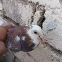 دوتا ابلغ