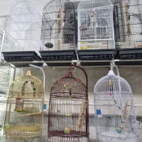 دنیای قفس