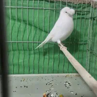 قناری مرغ عشق پروانه ای عروس هلندی