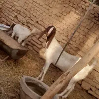 بزکره شیزا جوان