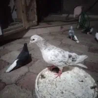 ساده هفترنگ