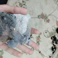 ۳ عدد کوتوله سرلاکی