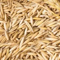 فروش جو امسال،تمیز و باکیفیت