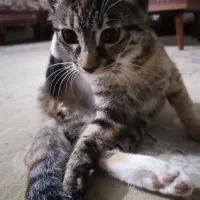 واگذاری بچه گربه چهار و نیم ماهه